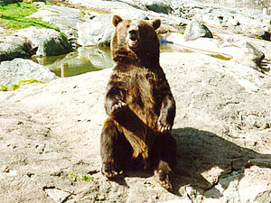 Bj�rn p� Skansen