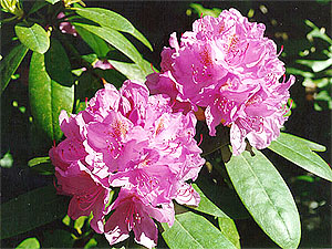 Rhododendron