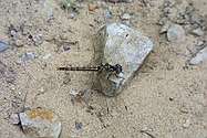 Dragon fly